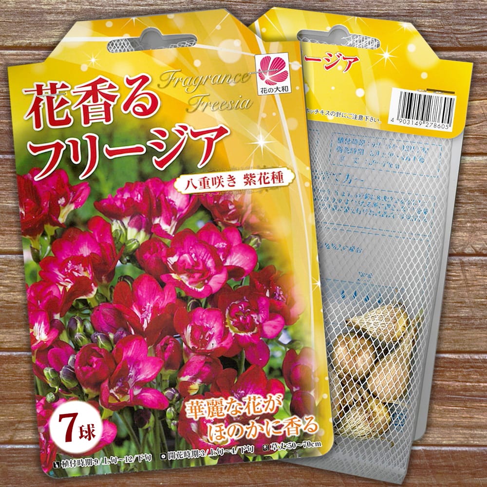 フリージア 八重 紫色 