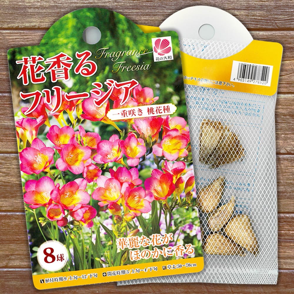 フリージア 一重 桃色 