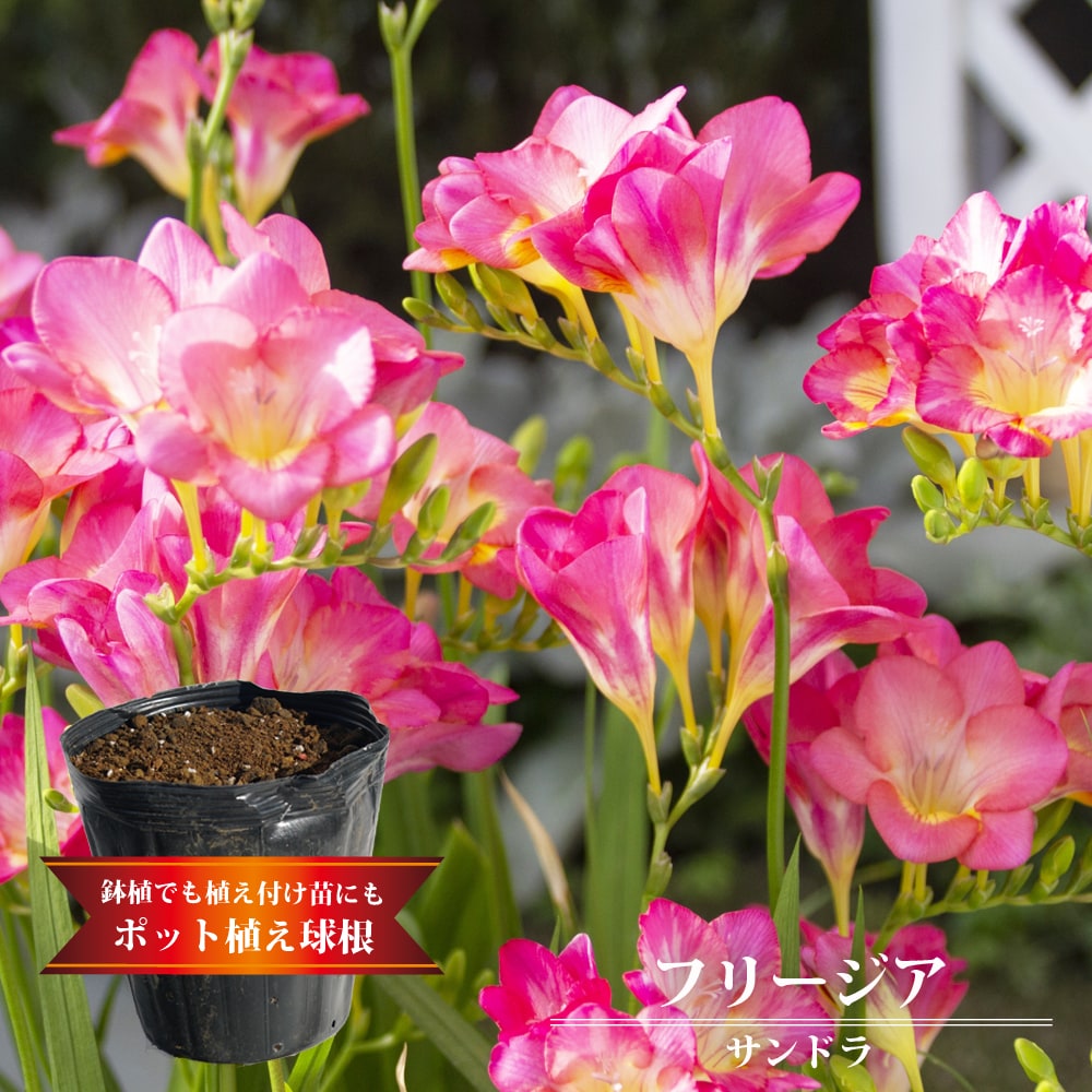 フリージア サンドラ 