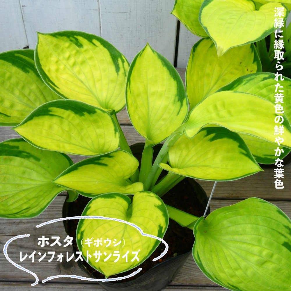 ホスタ レインフォレストサンライズ 