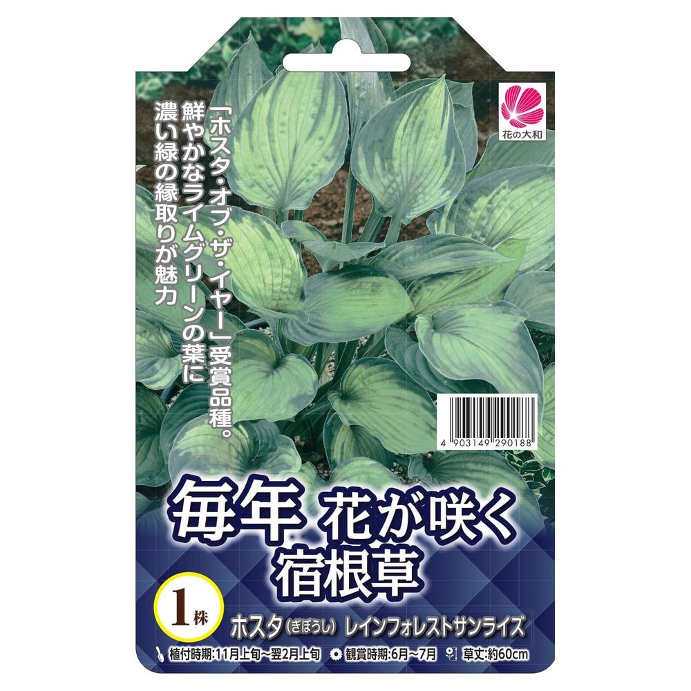 ホスタ レインフォレストサンライズ 1