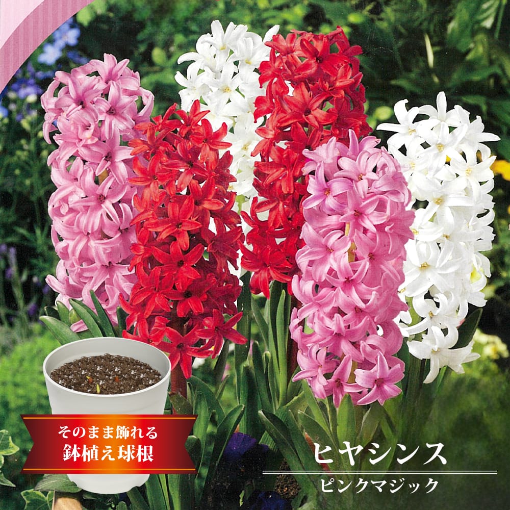 ヒヤシンス グラデーション ピンクマジック 