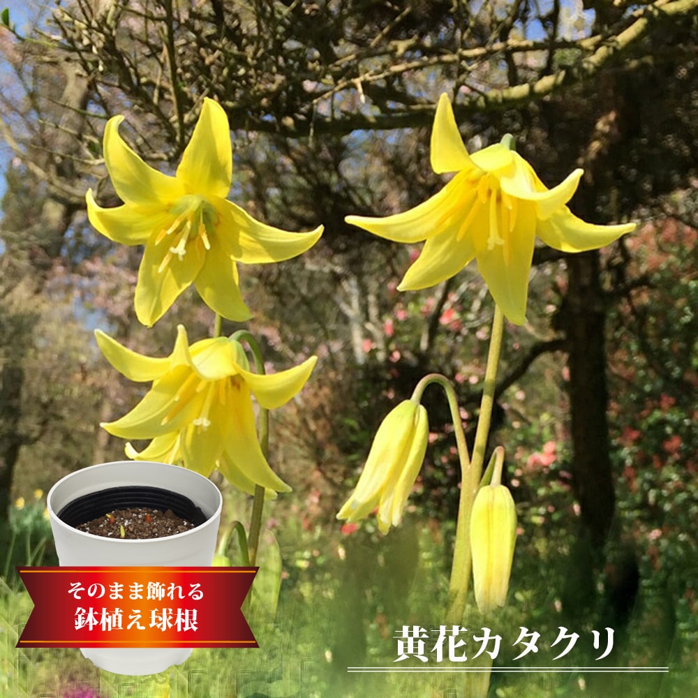 黄花カタクリ 鉢植え球根 フレグラーポット