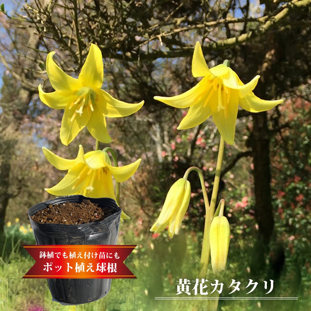 黄花カタクリ ポット植えの球根