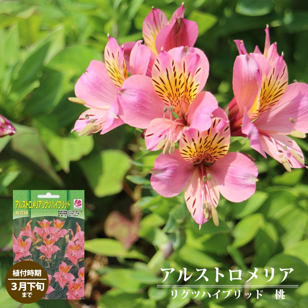 アルストロメリア 桃花種 1