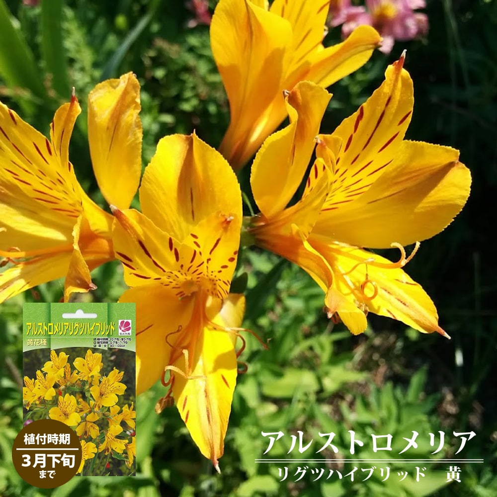 アルストロメリア リグツハイブリッド 黄花種 苗 販売 苗木部 By 花