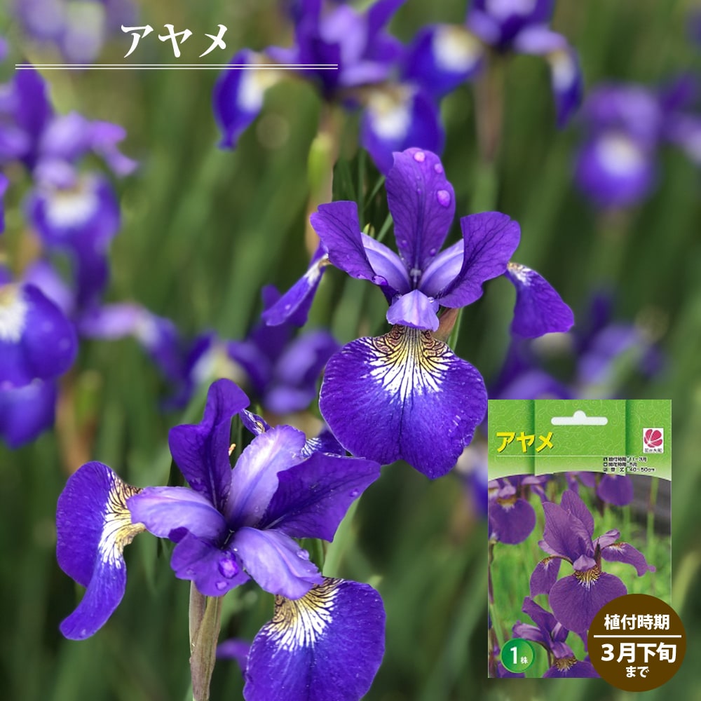 アヤメ 苗 販売 苗木部 By 花ひろばオンライン