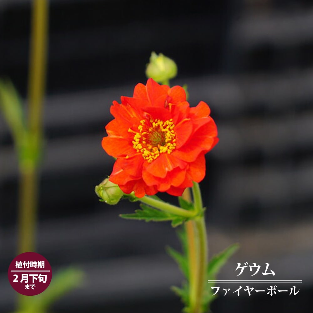 ゲウム ファイヤーボール 