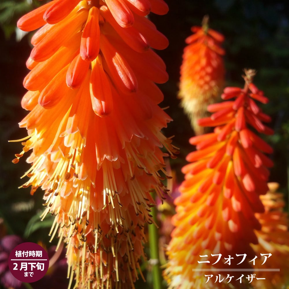 クニフォフィア アルケイザー 