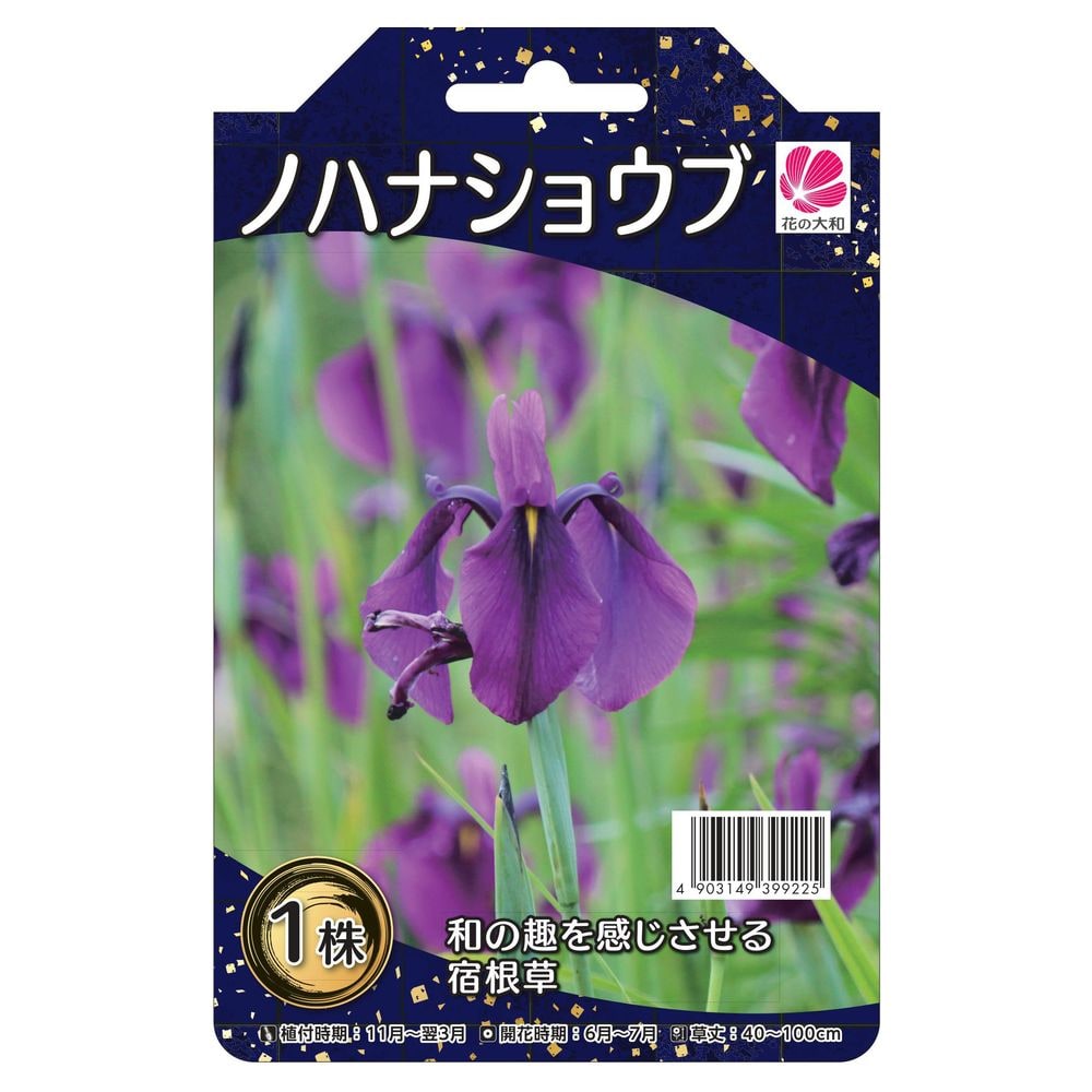 アヤメ ノハナショウブ  1