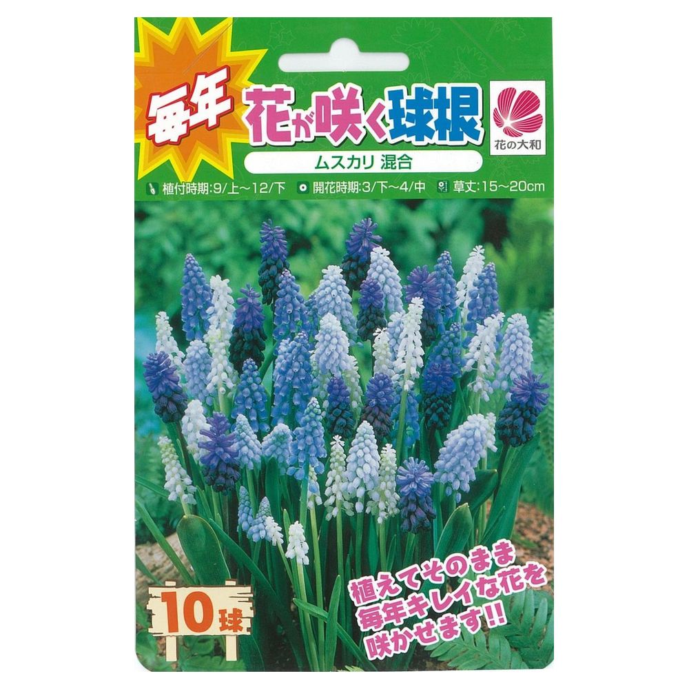 ムスカリ ムスカリ（混合） 