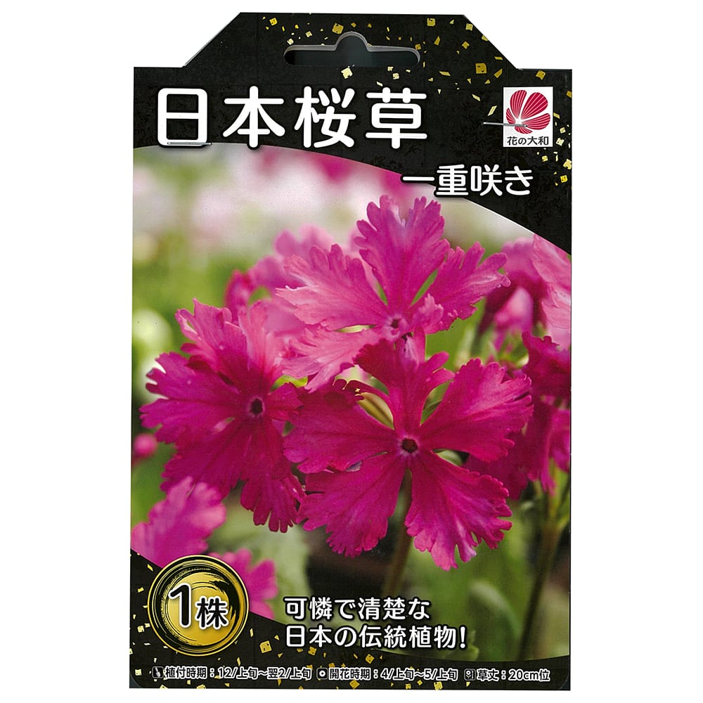 サクラソウ 一重咲き 