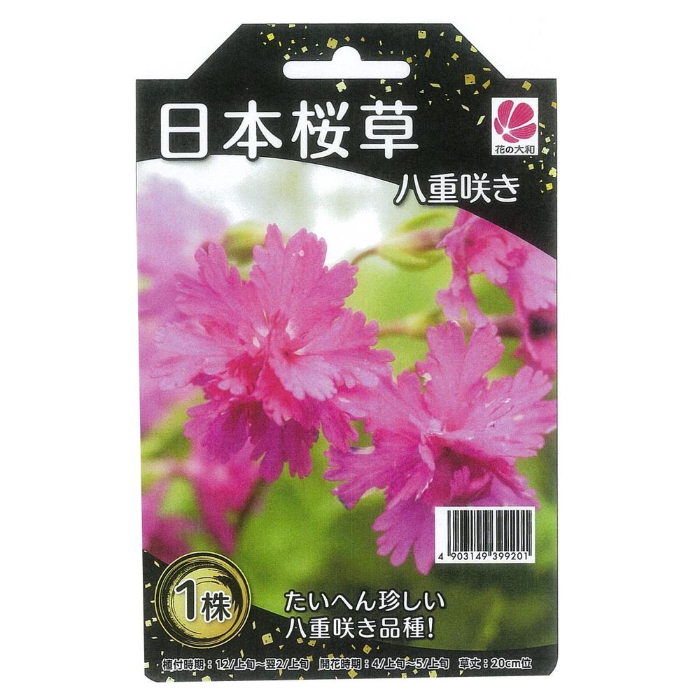 サクラソウ 天覆輪  