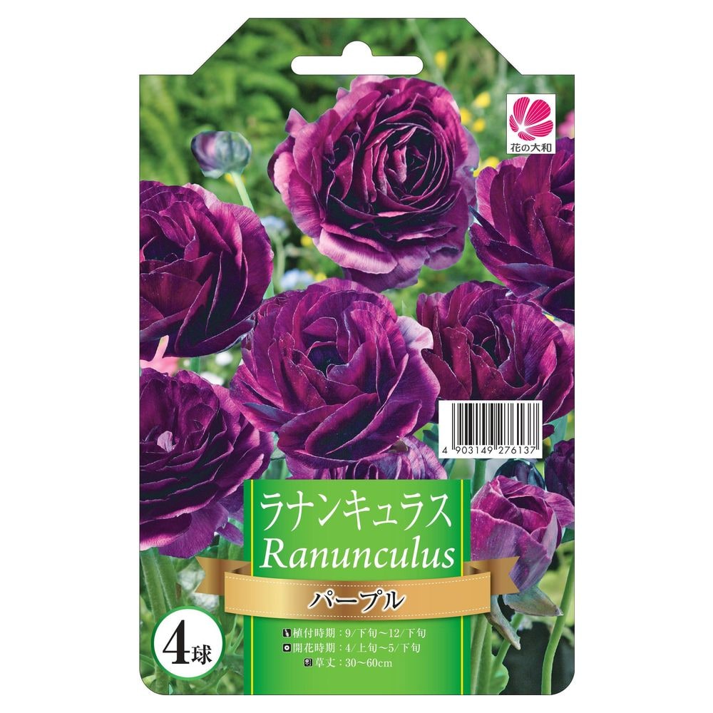 ラナンキュラス クレオパトラパープル 1