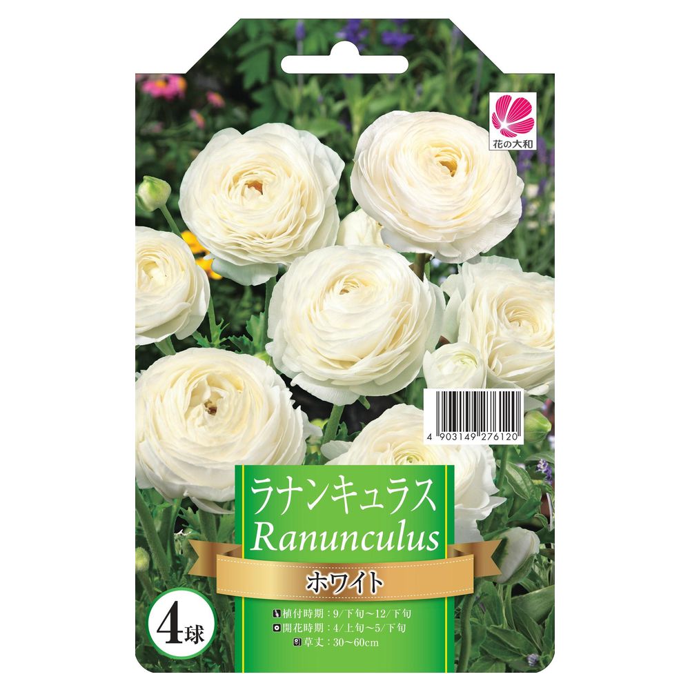 ラナンキュラス ホワイト 1