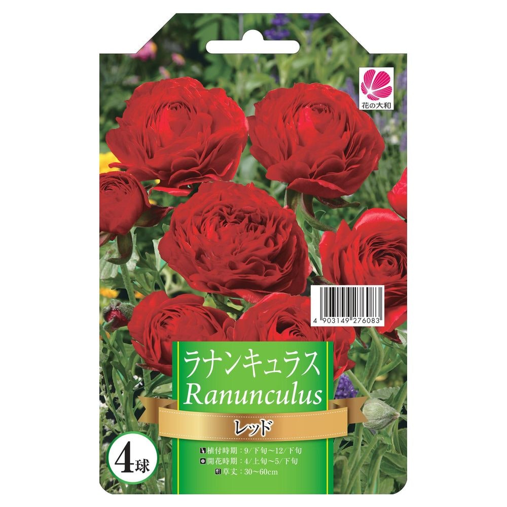 ラナンキュラス レッド 1