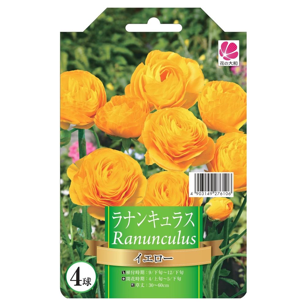 ラナンキュラス イエロー 1