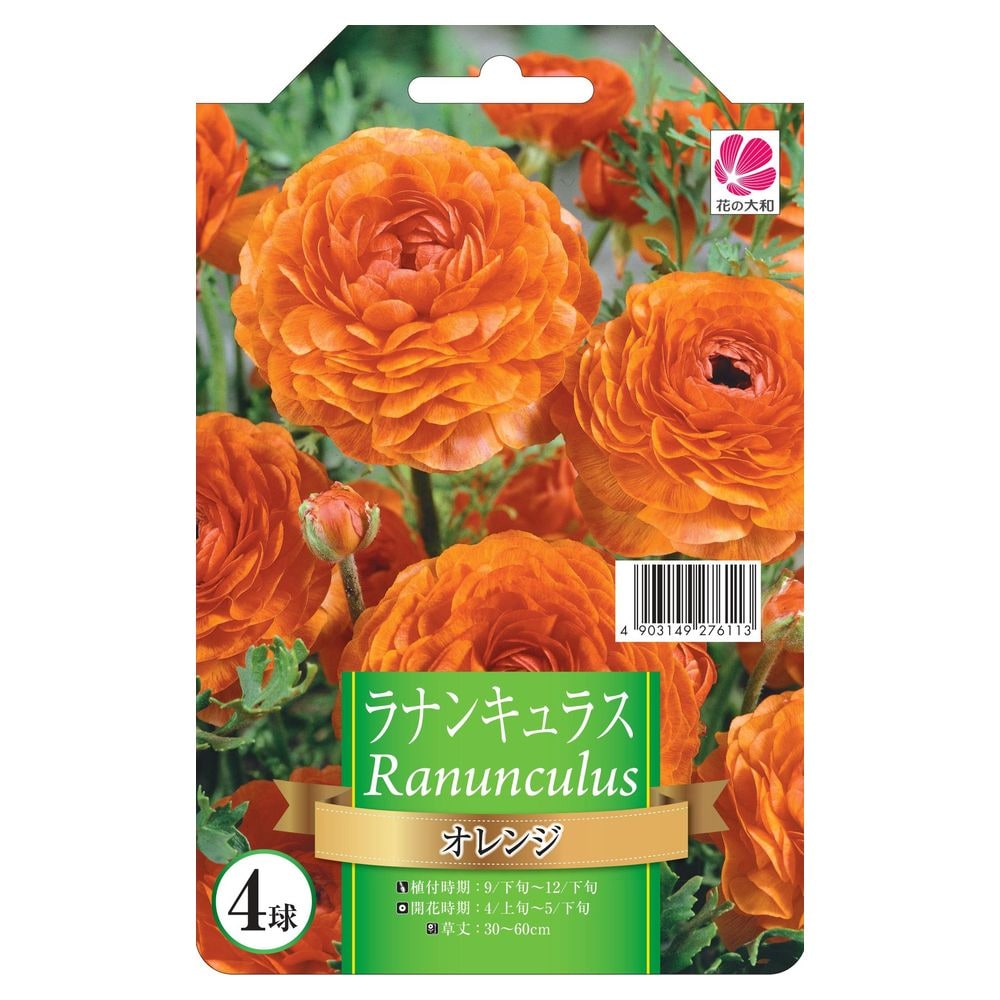 ラナンキュラス オレンジ 1