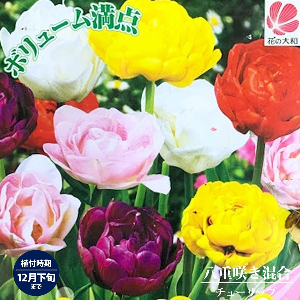 チューリップ 八重咲き 混合 1