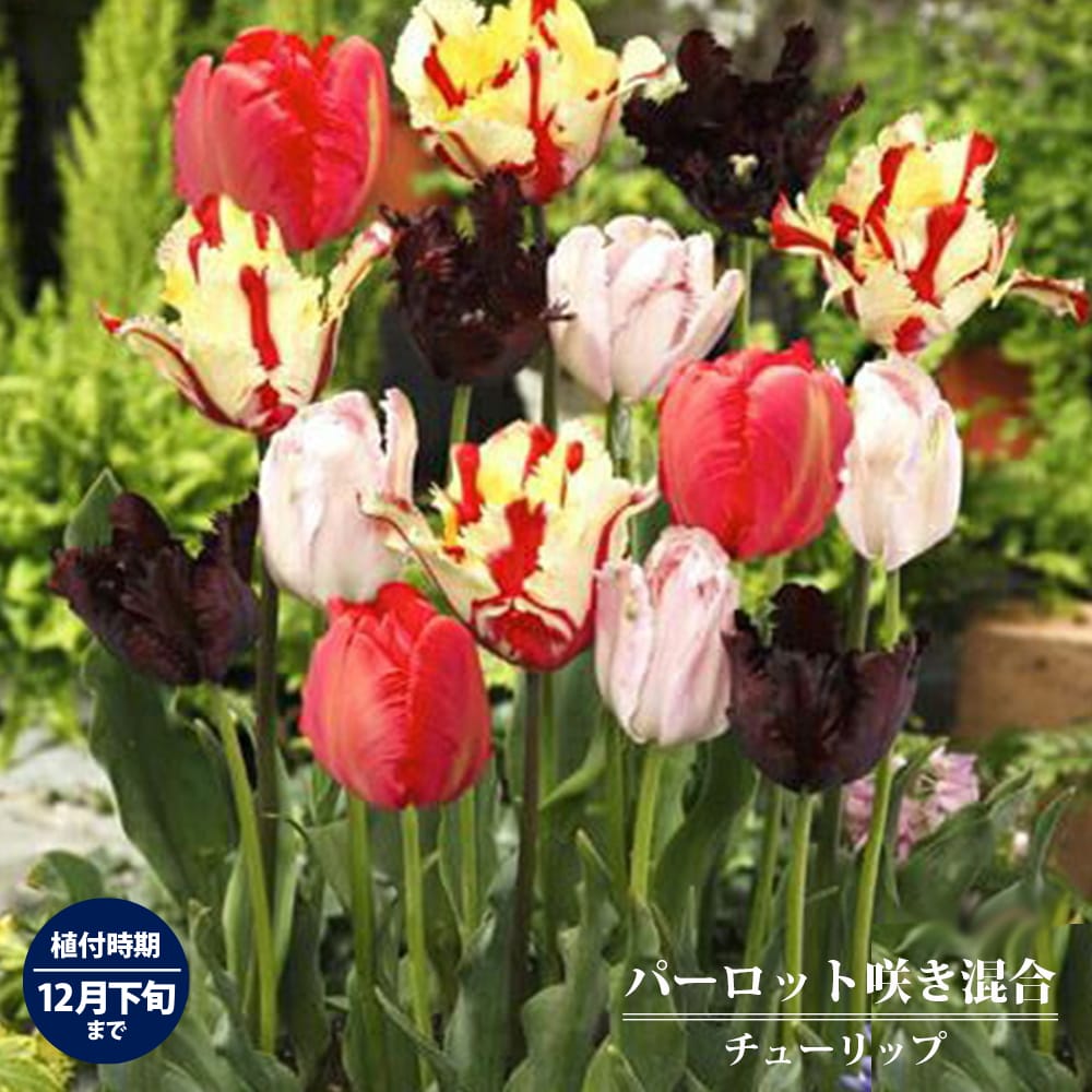 チューリップ パーロット咲き 混合 1