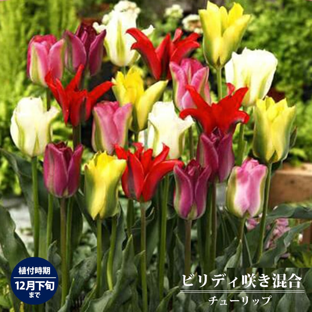 チューリップ ビリディ咲き 混合 1