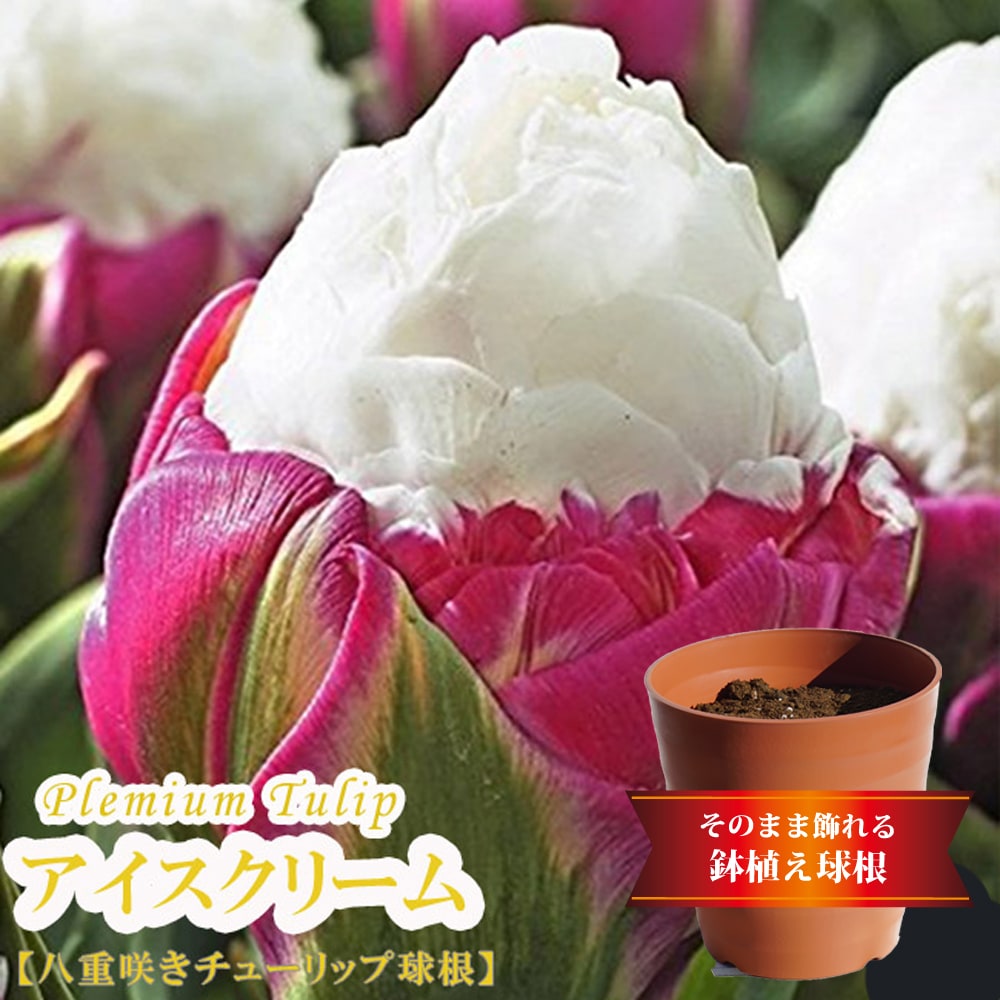 チューリップ アイスクリーム 1
