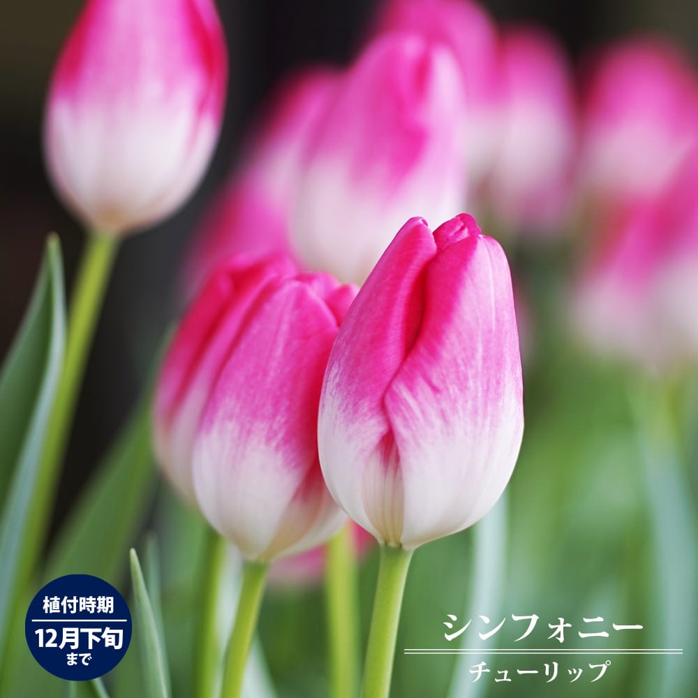 チューリップ シンフォニー 苗 販売 苗木部 By 花ひろばオンライン