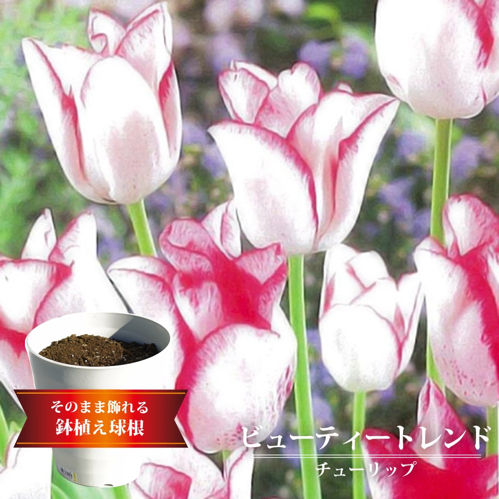 チューリップ ビューティートレンド 1