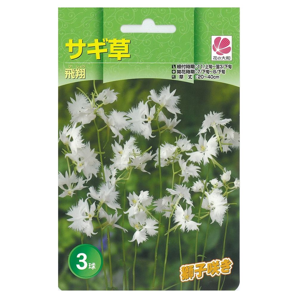 サギソウ 飛翔 1