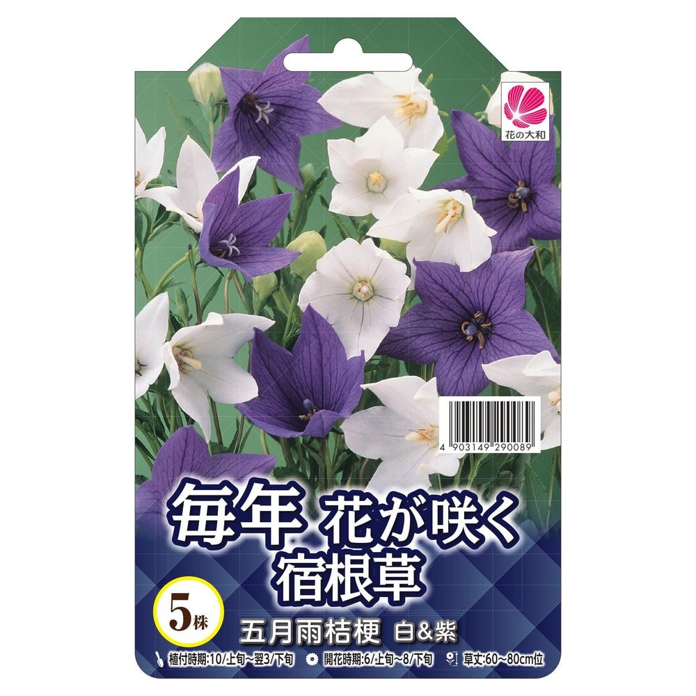 桔梗 五月雨桔梗 1