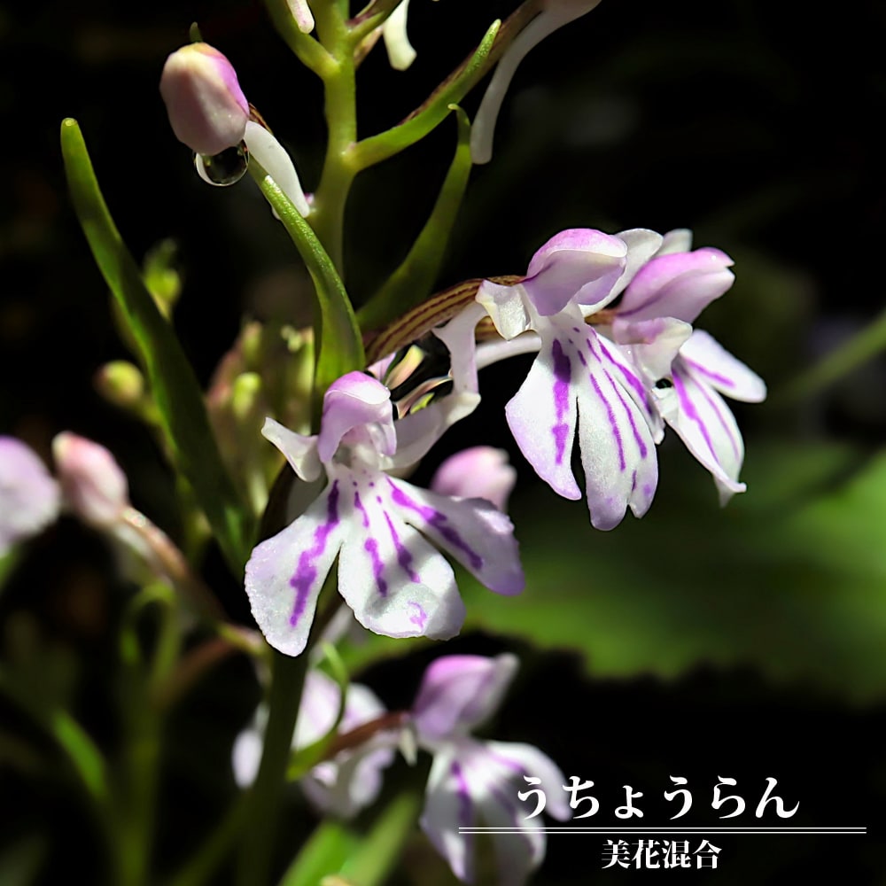 ウチョウラン うちょうらん美花混合 苗 販売 苗木部 By 花ひろばオンライン