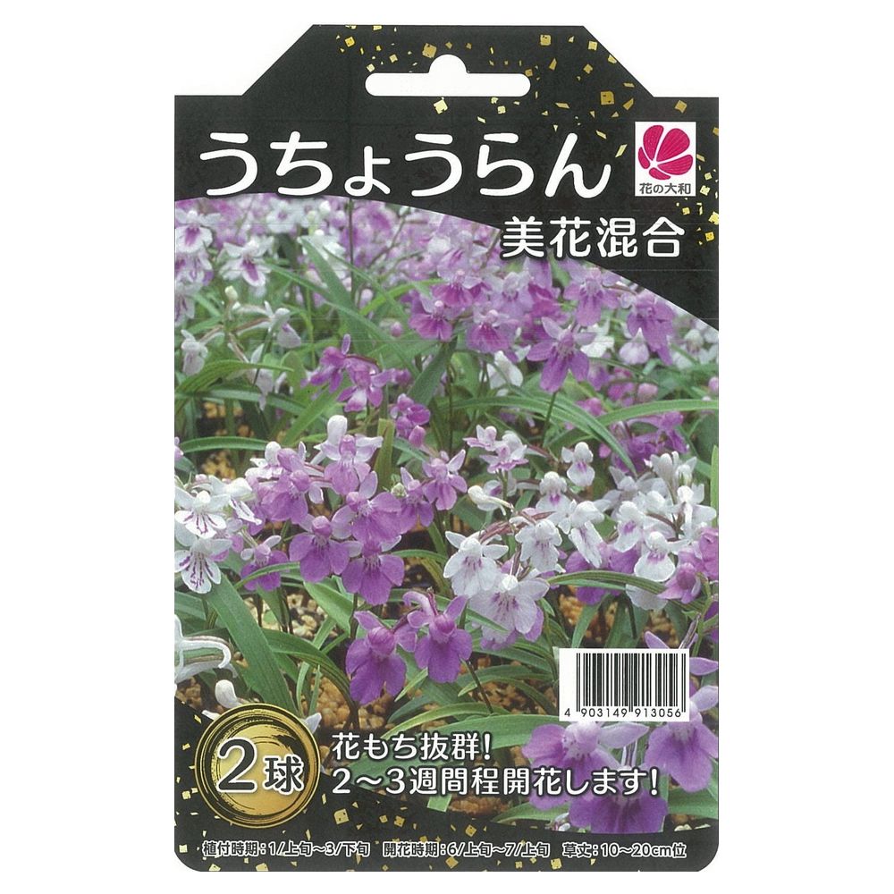 ウチョウラン うちょうらん美花混合 苗 販売 苗木部 By 花ひろばオンライン
