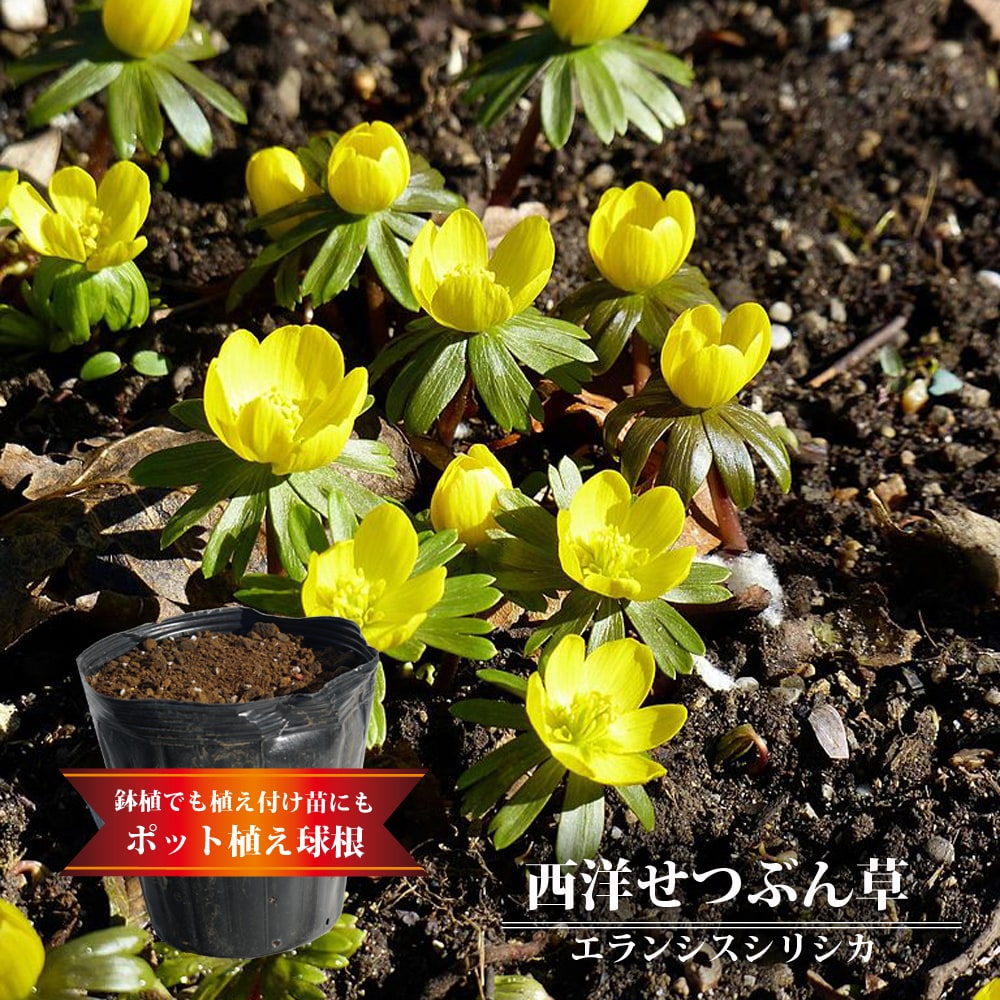 西洋せつぶん草 エランシス シリシカ 