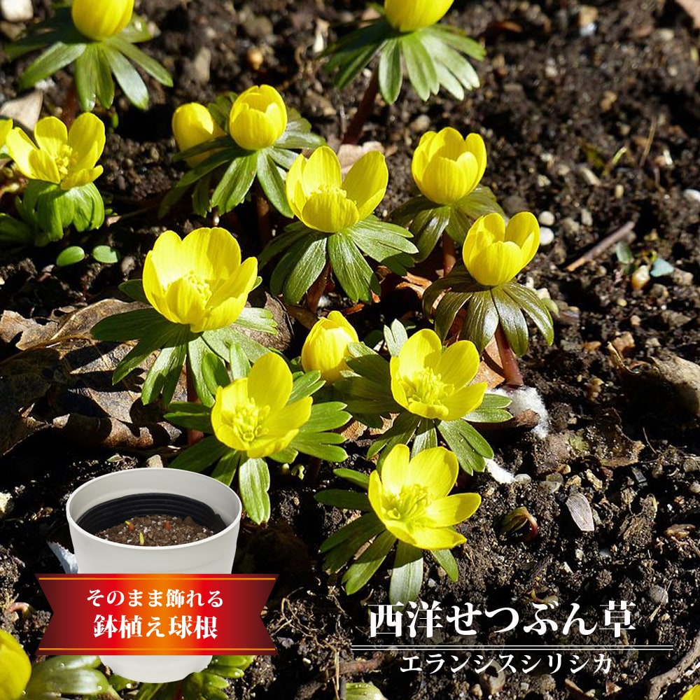 西洋せつぶん草 エランシス シリシカ 