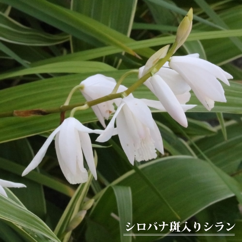 シラン シロバナ斑入りシラン 