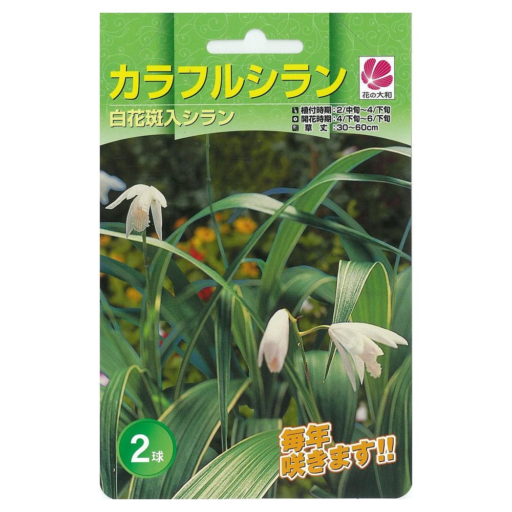 シラン シロバナ斑入りシラン 1