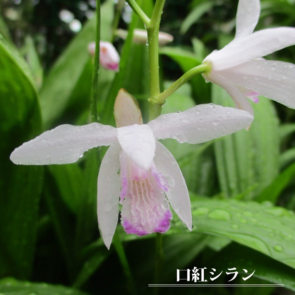 シラン 口紅シラン 