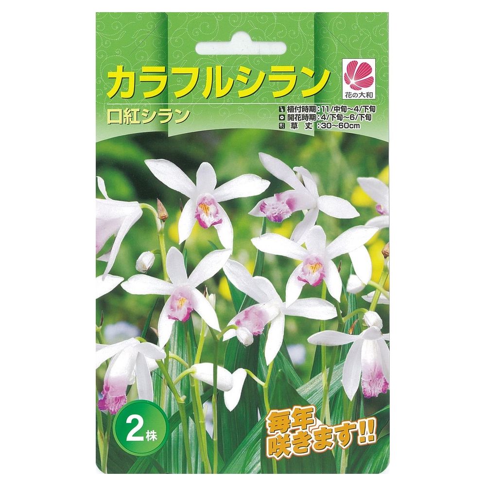 シラン 口紅シラン 1