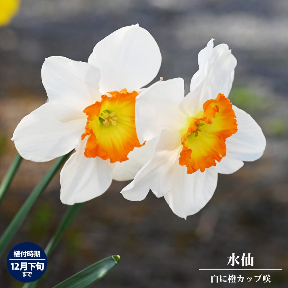 スイセン 白ラッパ咲き 