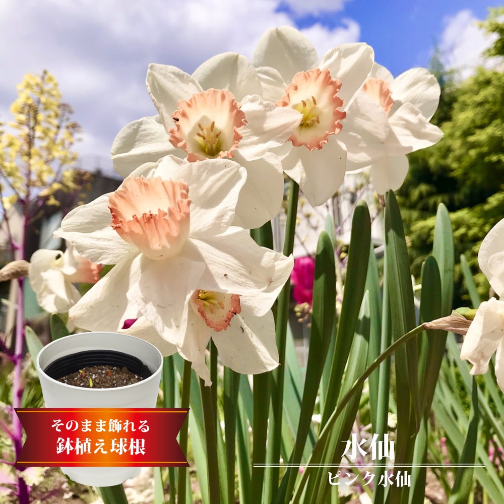 スイセン ピンク水仙 