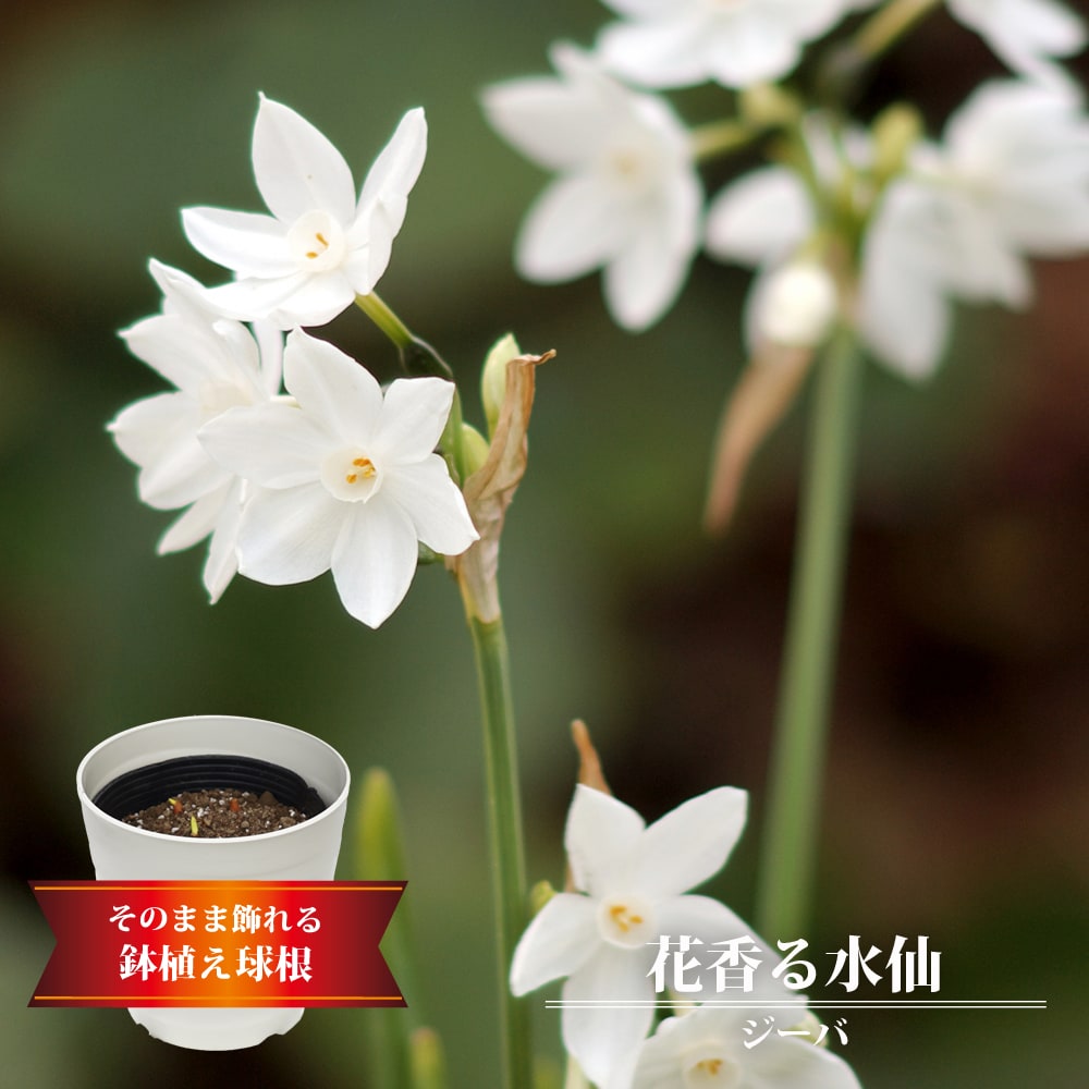 スイセン ジーバ 鉢植え球根