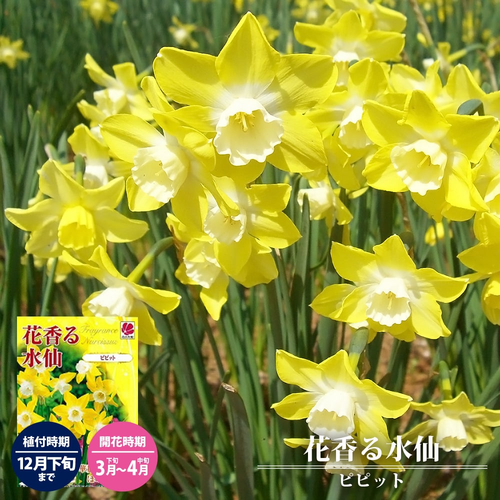 スイセン ピピット 1