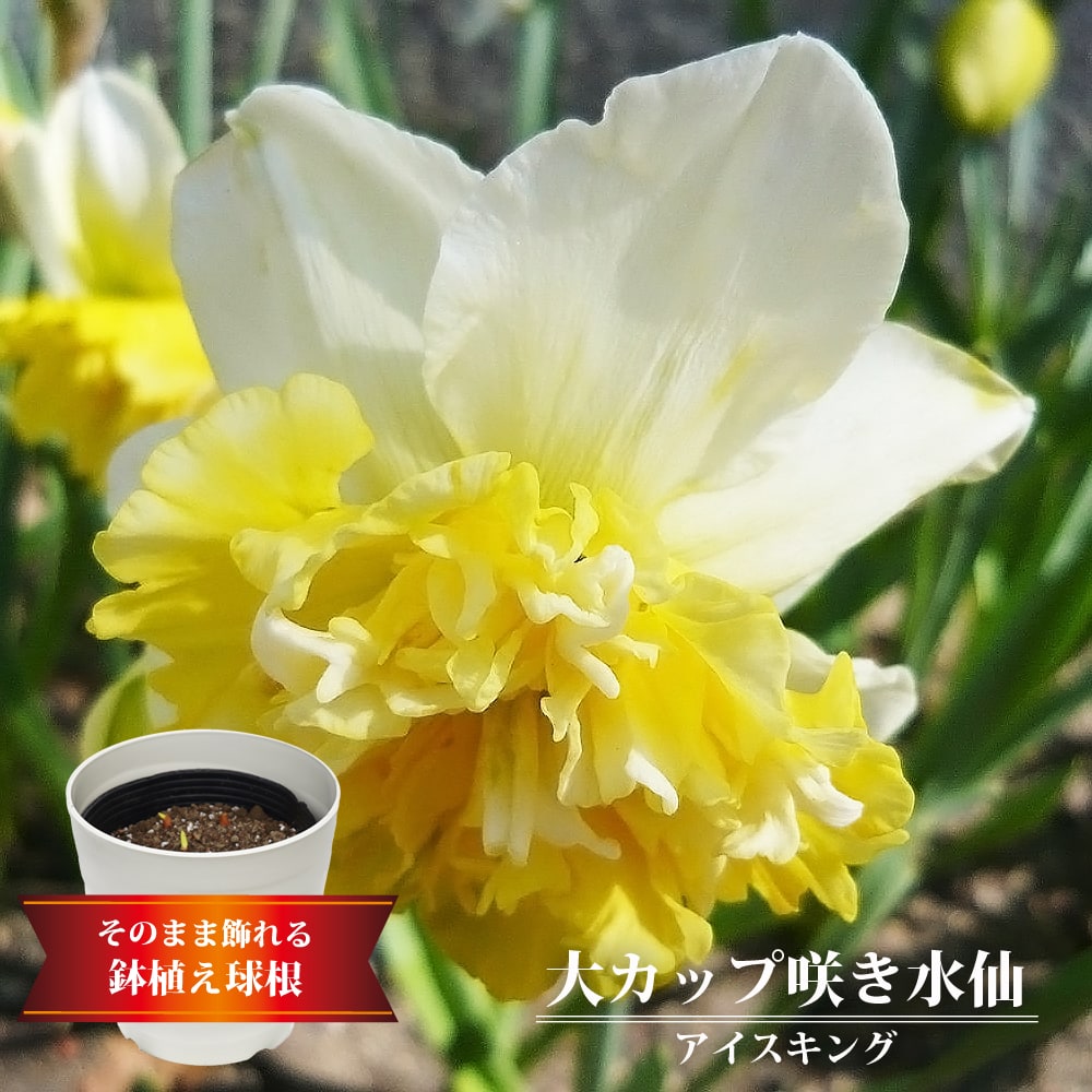 スイセン アイスキング 