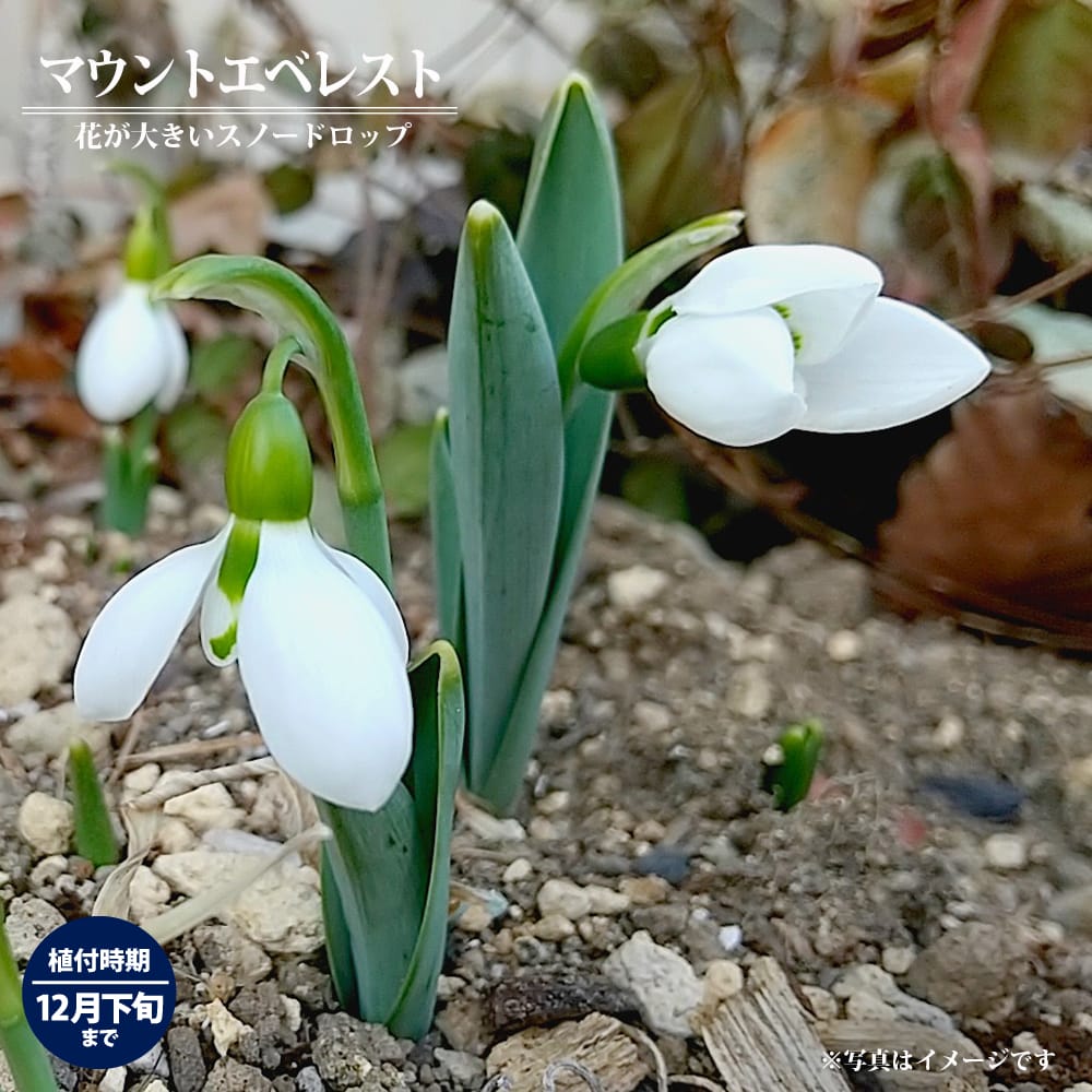 スノードロップ マウントエベレスト 苗 販売 苗木部 By 花ひろばオンライン