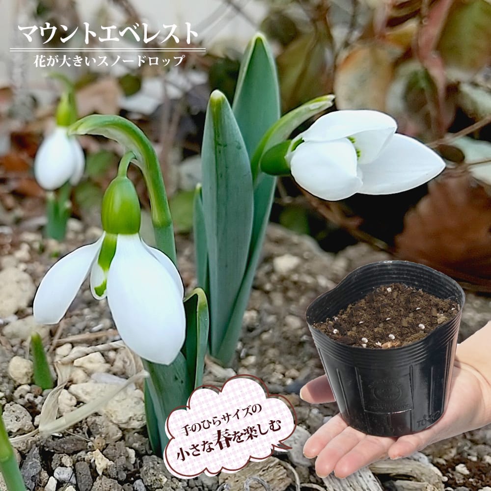 スノードロップ マウントエベレストウェシー 2