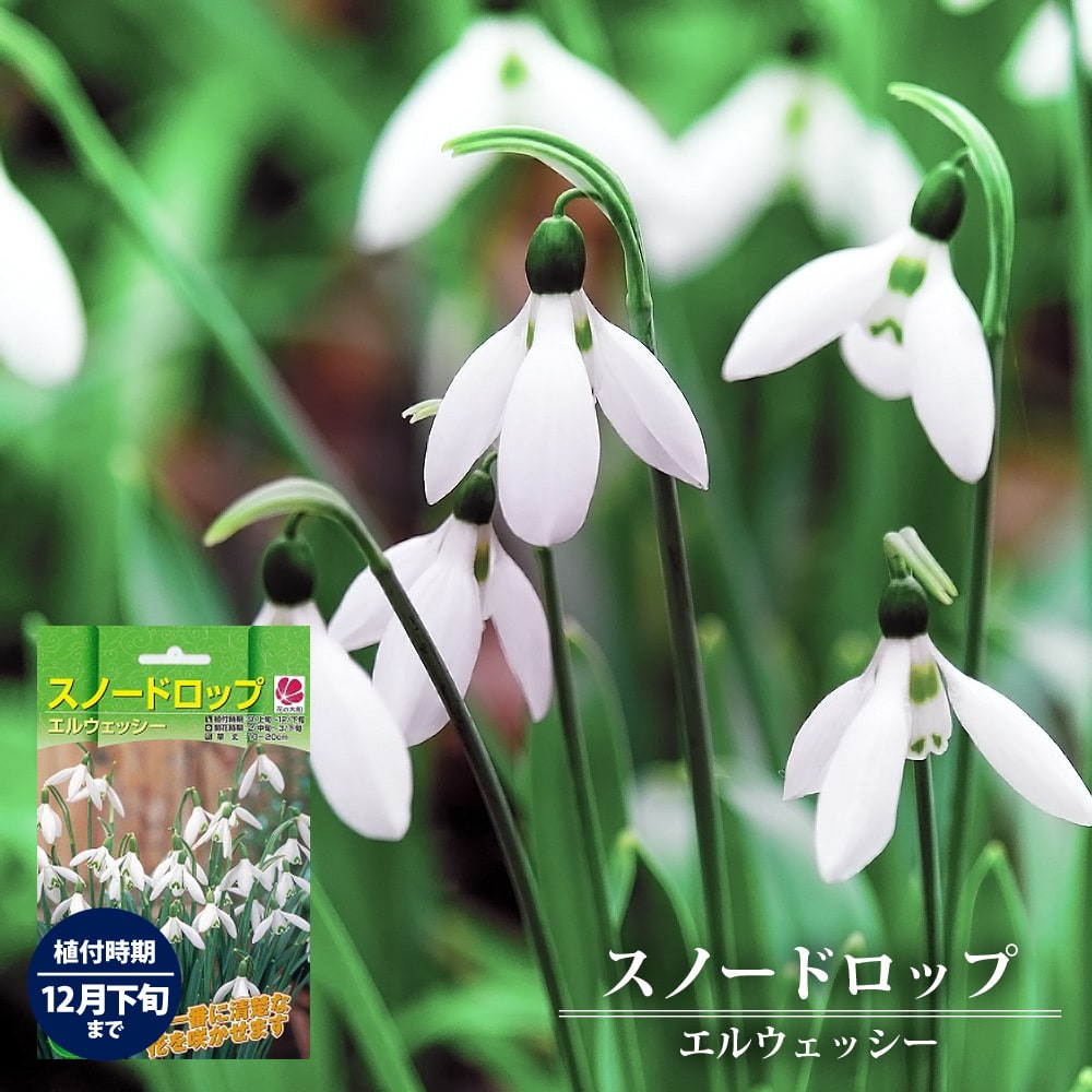 スノードロップ ガランサス エルウェシー 球根 通販 苗木部 By 花