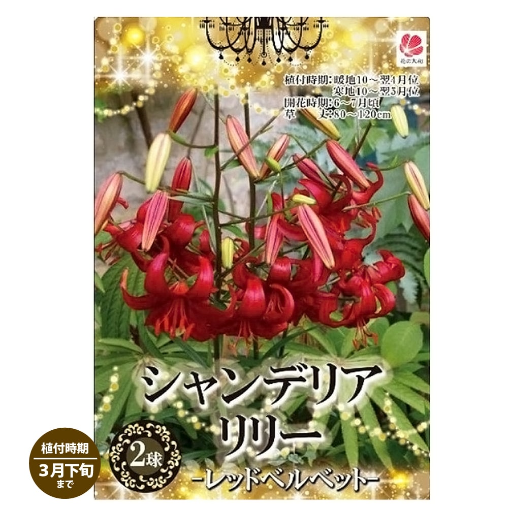 ユリ レッドベルベッド 