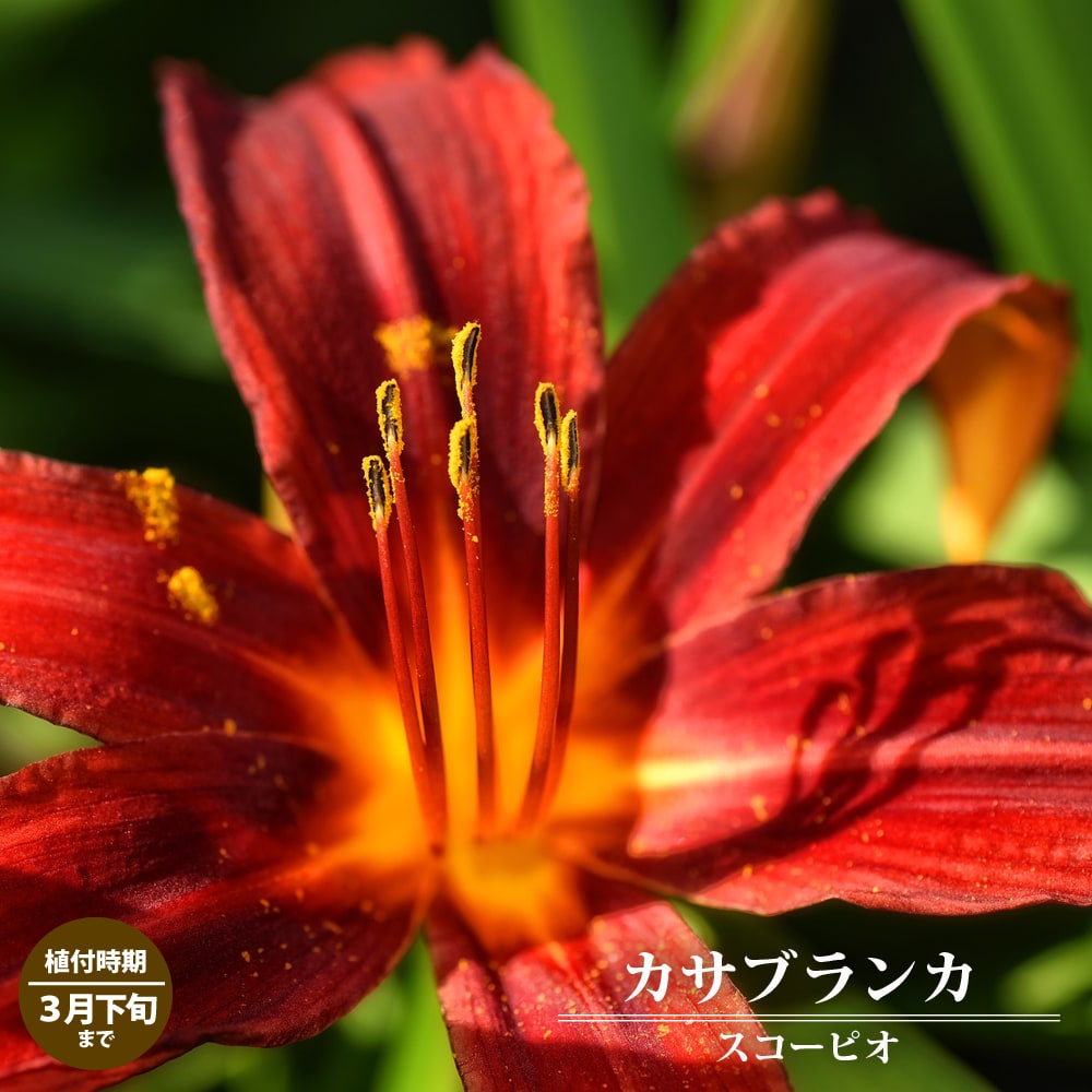 ユリ レッドカサブランカ スコーピオ 2