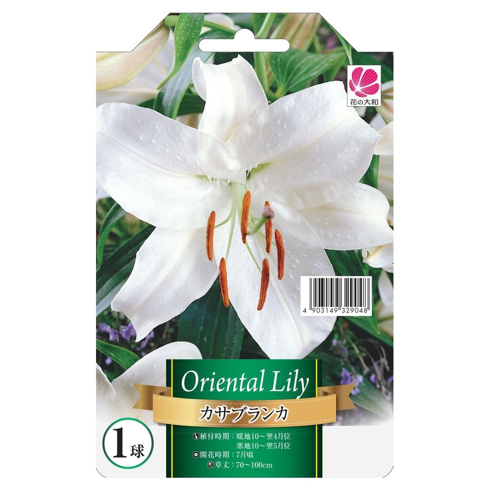 ユリ カサブランカ 2