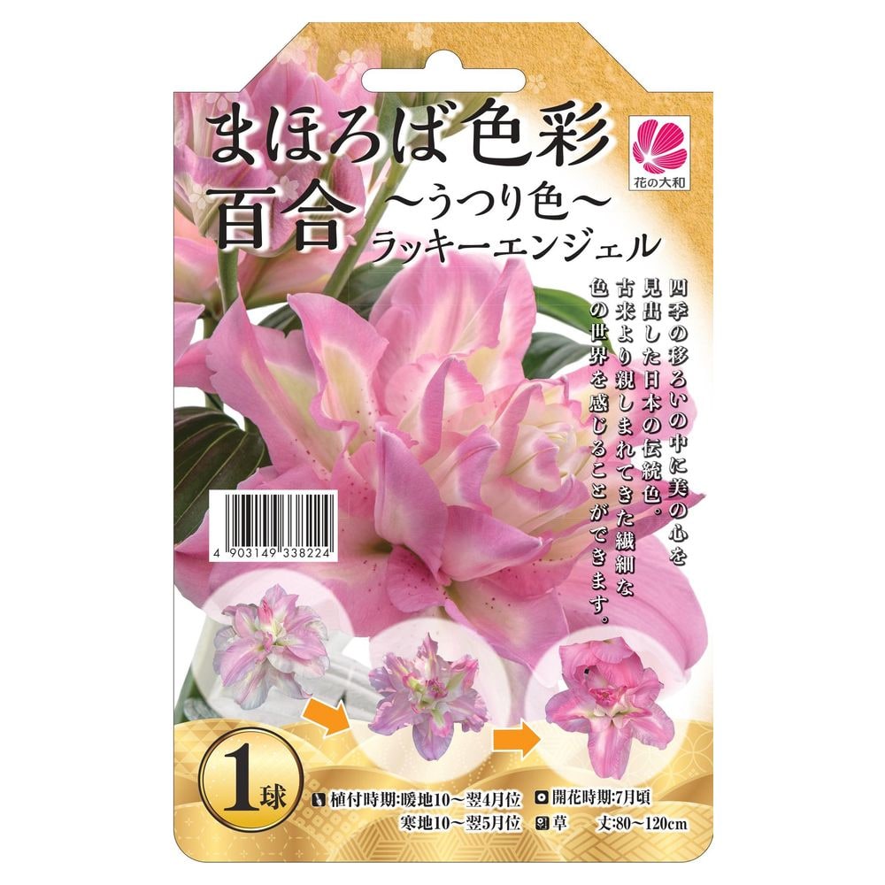 ユリ ラッキーエンジェル 